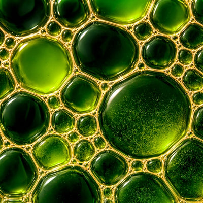 Green Tea Extract